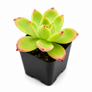 2 inch Echeveria 'Tulip' live succulent plant for sale, sun loving echeveria plant, hardy drought resistant succulent, unique succulent for plant collectors, decorative succulent centerpiece arrangement