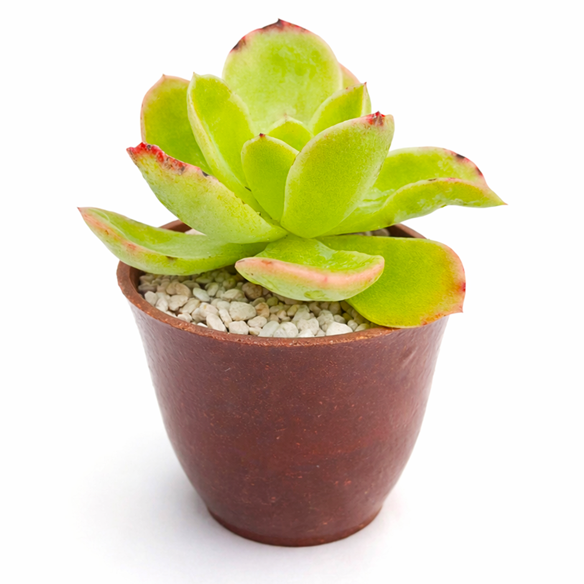 buy Echeveria 'Tulip' 2 inch live plant online, unique tulip form succulent leaves, collectible echeveria variety, symmetrical rosette ornamental succulent, aesthetic succulent for modern home decor