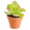 2 inch Echeveria 'Tulip' live succulent plant for sale, sun loving echeveria plant, hardy drought resistant succulent, unique succulent for plant collectors, decorative succulent centerpiece arrangement