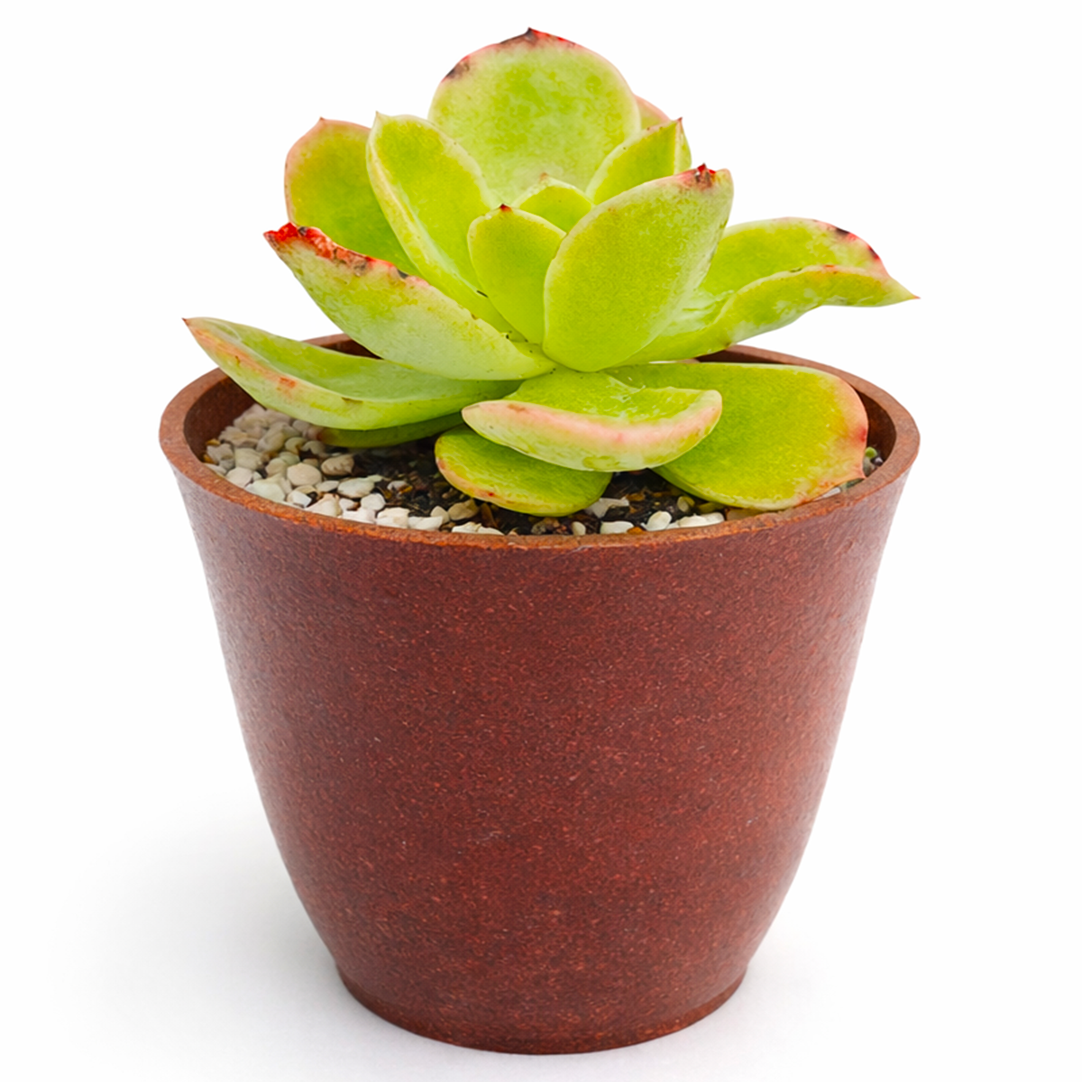 2 inch Echeveria 'Tulip' live succulent plant for sale, sun loving echeveria plant, hardy drought resistant succulent, unique succulent for plant collectors, decorative succulent centerpiece arrangement