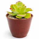 2 inch Echeveria 'Tulip' live succulent plant for sale, sun loving echeveria plant, hardy drought resistant succulent, unique succulent for plant collectors, decorative succulent centerpiece arrangement