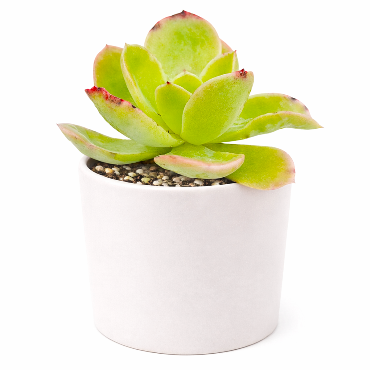 2 inch Echeveria 'Tulip' live succulent plant for sale, succulent gift for plant lovers, indoor outdoor ornamental succulent, exotic echeveria collection plant, stylish desk decor succulent
