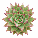 Echeveria agavoides 'Martin's Hybrid' succulent for sale online, green succulent, succulent gift ideas