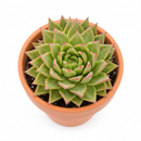 Echeveria agavoides 'Martin's Hybrid' succulent for sale online, green succulent, succulent gift ideas