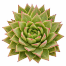 Echeveria agavoides 'Martin's Hybrid' succulent for sale online, green succulent, succulent gift ideas