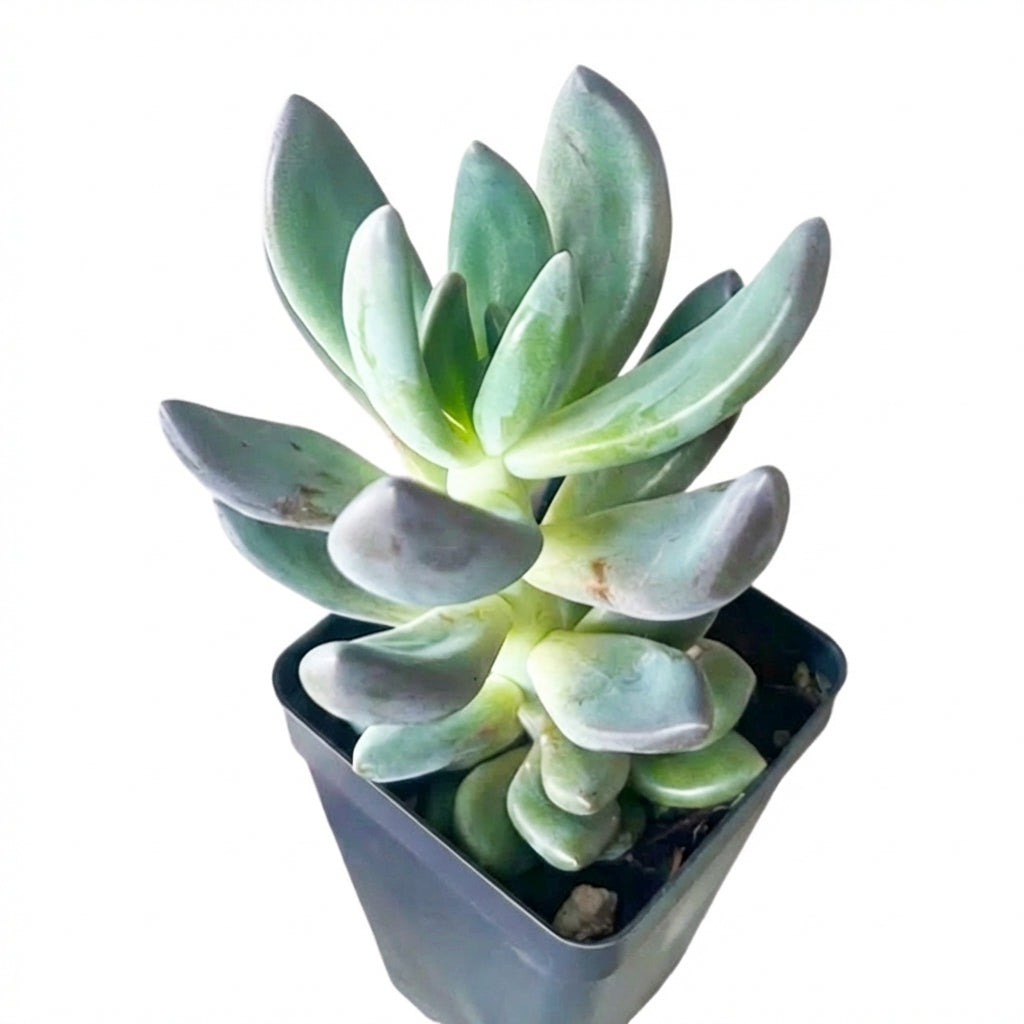 Echeveria haagai 'Tolimanensis', green succulents, indoor succulents, succulent care guide, buy succulents online