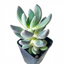 Echeveria haagai 'Tolimanensis', green succulents, indoor succulents, succulent care guide, buy succulents online