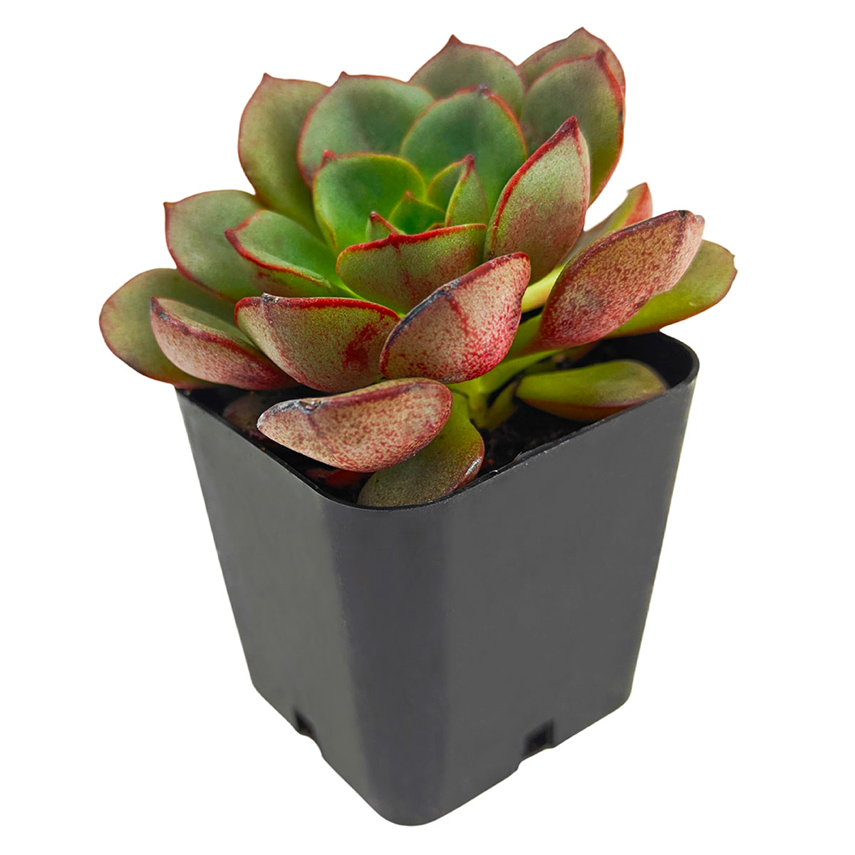 2 inch Echeveria Moranii, colorful succulents, low-maintenance plants, succulent rosettes, easy-to-grow plants