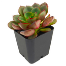 2 inch Echeveria Moranii, colorful succulents, low-maintenance plants, succulent rosettes, easy-to-grow plants