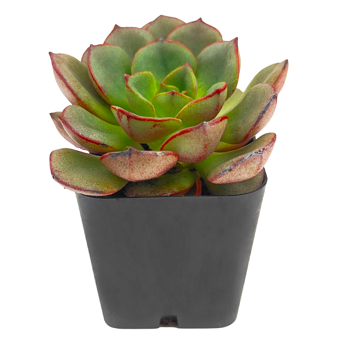 2 inch Echeveria Moranii, colorful succulents, low-maintenance plants, succulent rosettes, easy-to-grow plants