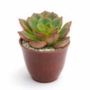buy 2 inch echeveria moranii online rare succulent, echeveria moranii compact symmetrical rosette succulent, birthday gift aesthetic live plant