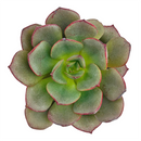 buy 2 inch echeveria moranii online rare succulent, echeveria moranii compact symmetrical rosette succulent, birthday gift aesthetic live plant