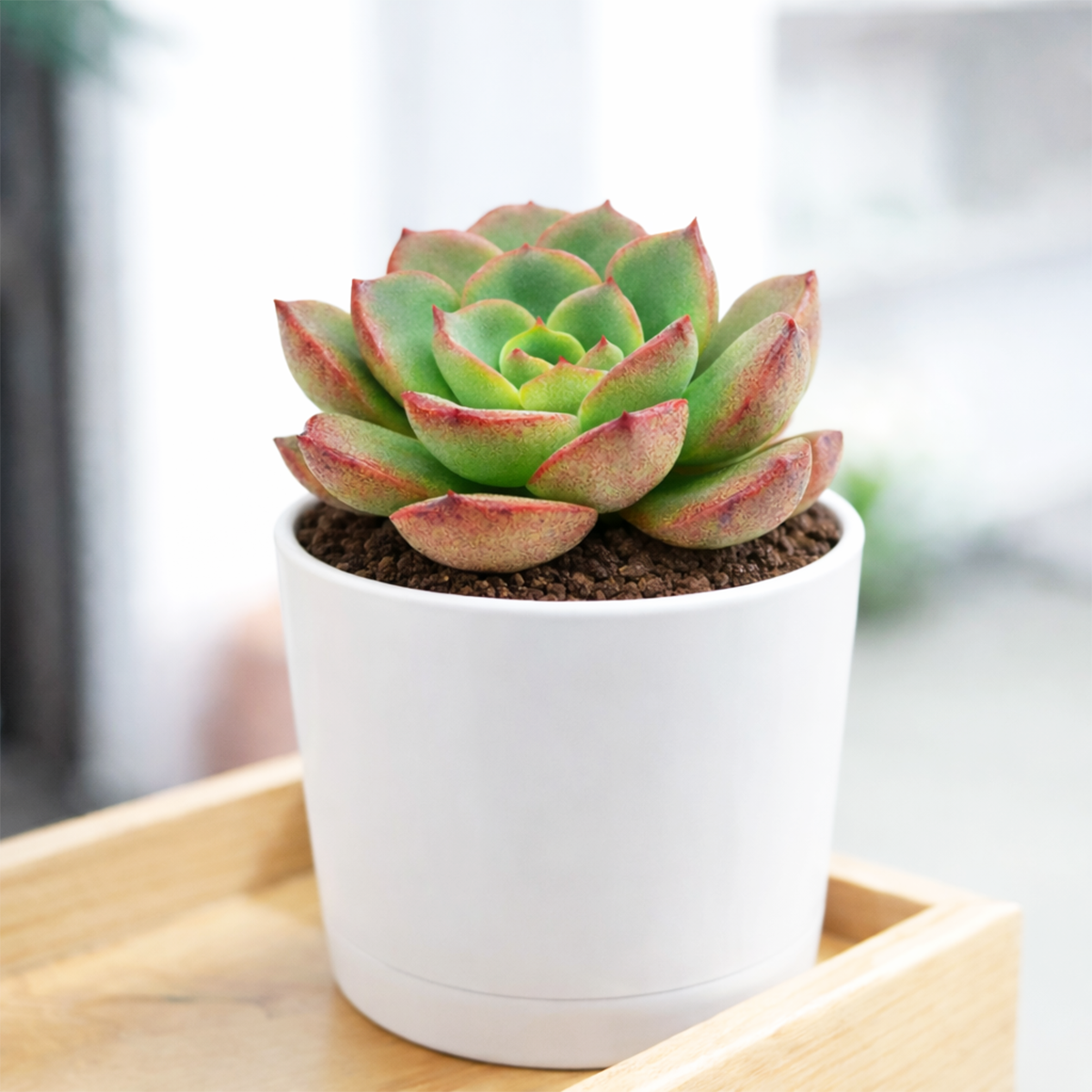 2 inch Echeveria Moranii, colorful succulents, low-maintenance plants, succulent rosettes, easy-to-grow plants