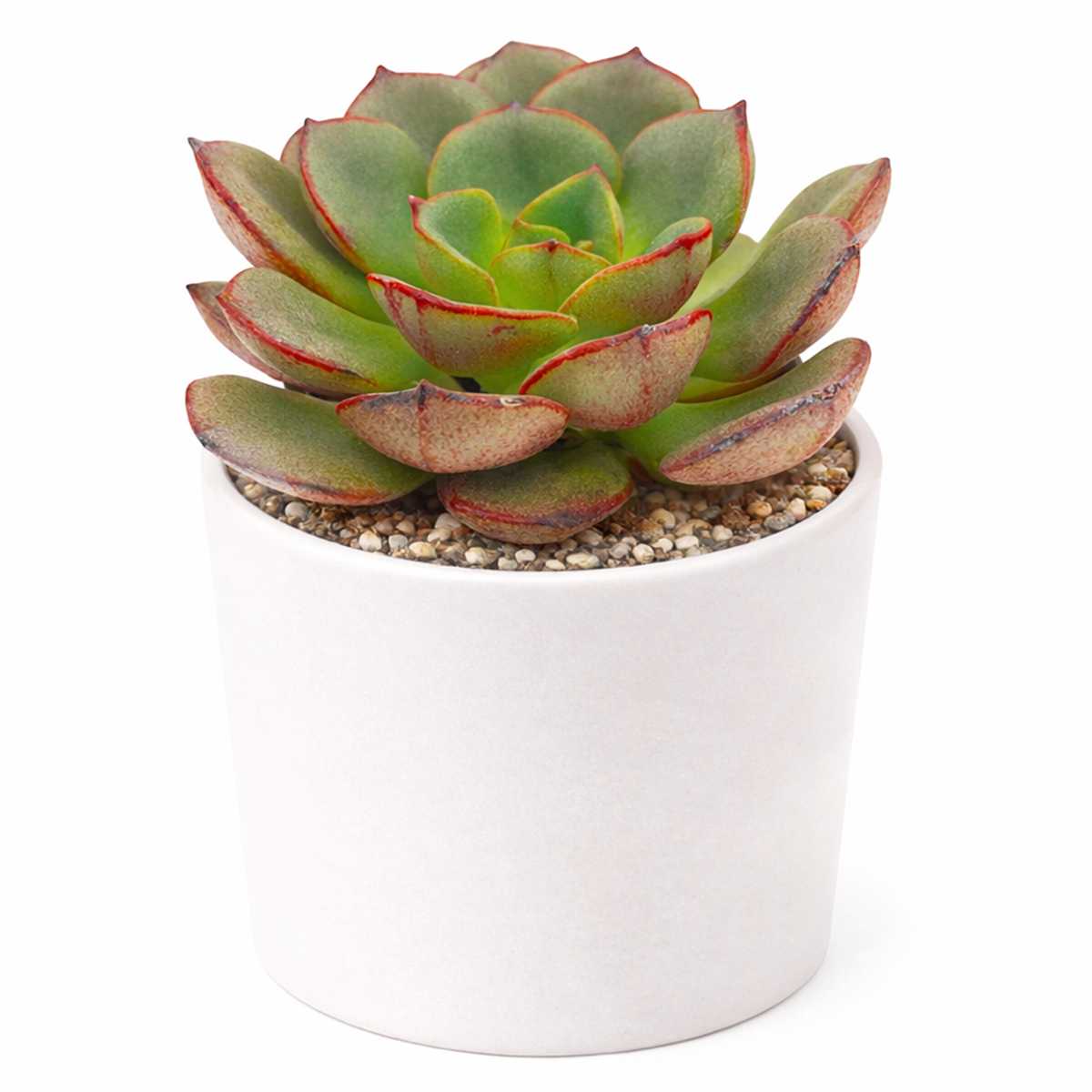 buy 2 inch echeveria moranii succulent online indoor plant, low maintenance echeveria moranii for beginners, unique echeveria moranii succulent variety