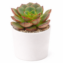 buy 2 inch echeveria moranii online rare succulent, echeveria moranii compact symmetrical rosette succulent, birthday gift aesthetic live plant