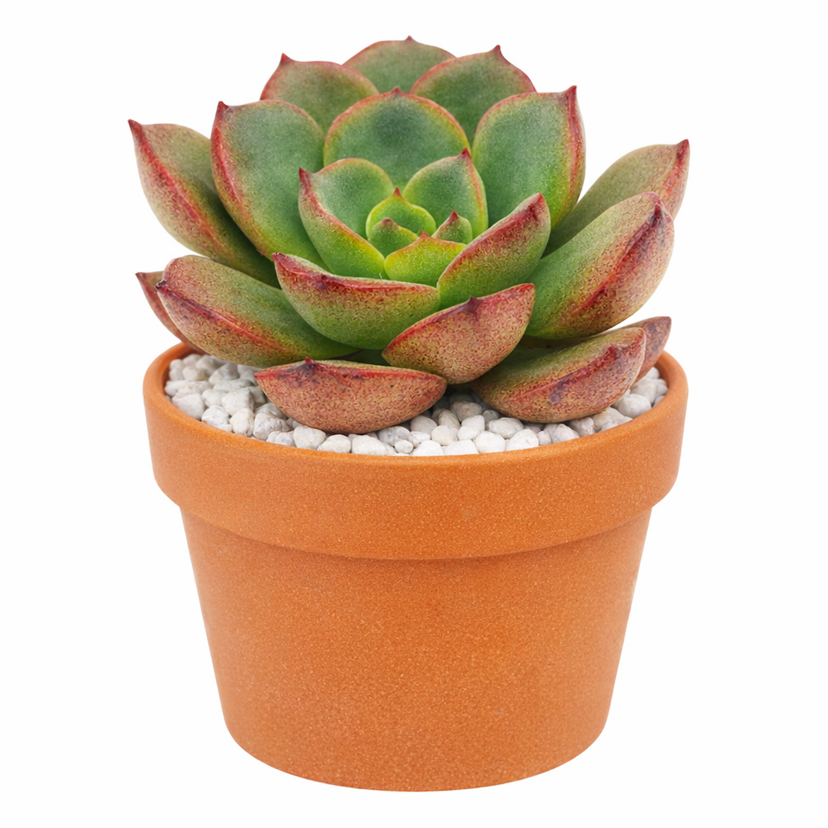 2 inch Echeveria Moranii, colorful succulents, low-maintenance plants, succulent rosettes, easy-to-grow plants