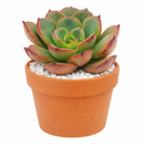 2 inch Echeveria Moranii, colorful succulents, low-maintenance plants, succulent rosettes, easy-to-grow plants