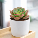 2 inch Echeveria Moranii, colorful succulents, low-maintenance plants, succulent rosettes, easy-to-grow plants