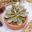 2 inch Echeveria nodulosa - Painted Echeveria, green succulents, indoor succulents, succulent care guide, buy succulents online