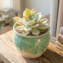 Buy 2 inch Echeveria pringlei succulent online, Echeveria pringlei for succulent arrangements, small Echeveria pringlei for indoor decoration