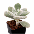 Echeveria pulvinata 'Frosty' in California, How to grow Echeveria pulvinata 'Frosty', rare succulents, rare succulents for sale, unique succulents