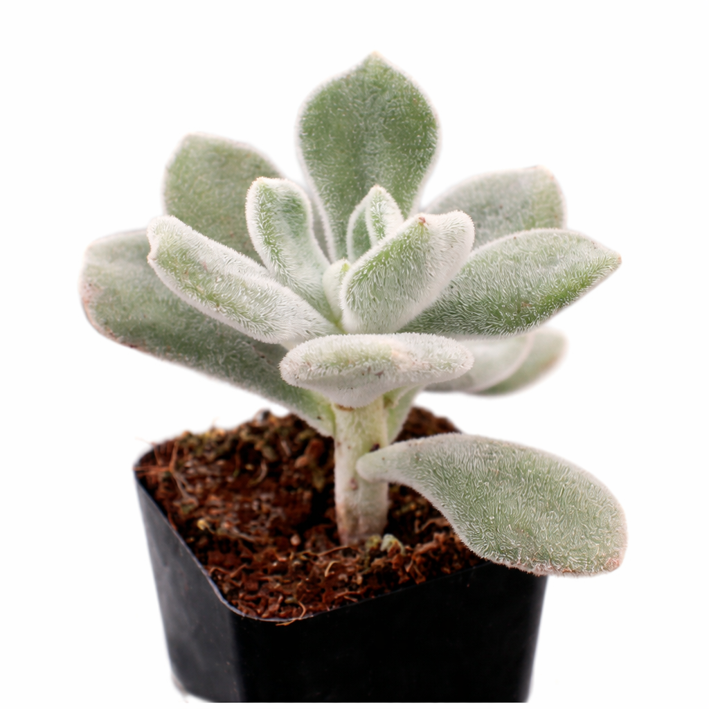 2 inch Echeveria pulvinata 'Frosty', green succulents, indoor succulents, succulent care guide, buy succulents online