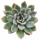 Echeveria runyonii ‘Pink Edge’, Pink Edge succulent, Rare echeveria variety, Decorative echeveria rosette, Drought-tolerant echeveria care