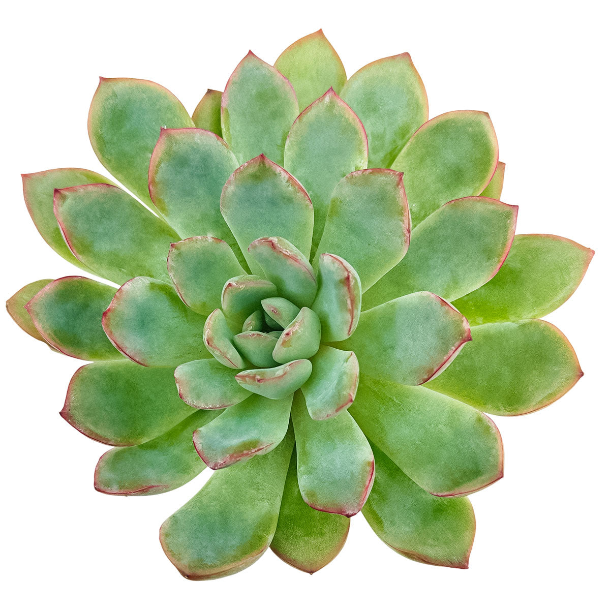 Echeveria runyonii ‘Pink Edge’, Pink Edge succulent, Rare echeveria variety, Decorative echeveria rosette, Drought-tolerant echeveria care