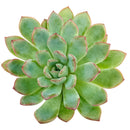 Echeveria runyonii ‘Pink Edge’, Pink Edge succulent, Rare echeveria variety, Decorative echeveria rosette, Drought-tolerant echeveria care