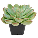 Echeveria runyonii ‘Pink Edge’, Pink Edge succulent, Rare echeveria variety, Decorative echeveria rosette, Drought-tolerant echeveria care