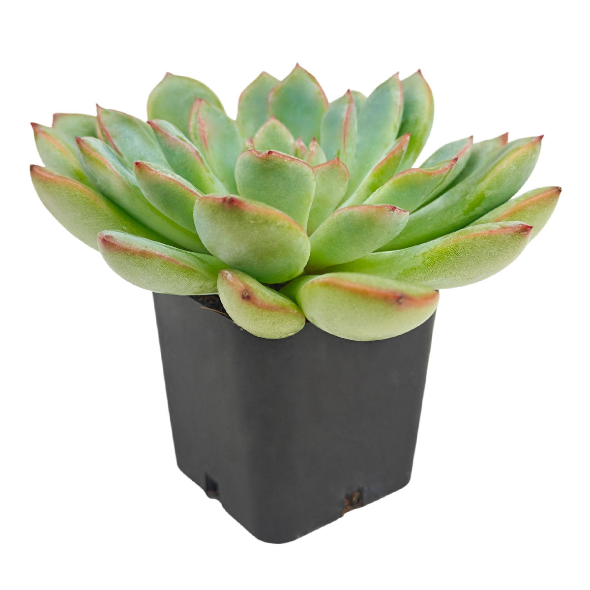 Echeveria runyonii ‘Pink Edge’, Pink Edge succulent, Rare echeveria variety, Decorative echeveria rosette, Drought-tolerant echeveria care