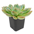 Echeveria runyonii ‘Pink Edge’, Pink Edge succulent, Rare echeveria variety, Decorative echeveria rosette, Drought-tolerant echeveria care