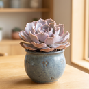 8-pack of 2" live plants for sale. Pick eight favorite plants and enjoy a variety of compact plants in 2" pots. Great for plant collections, gifting, decorating small spaces, and indoor gardening.