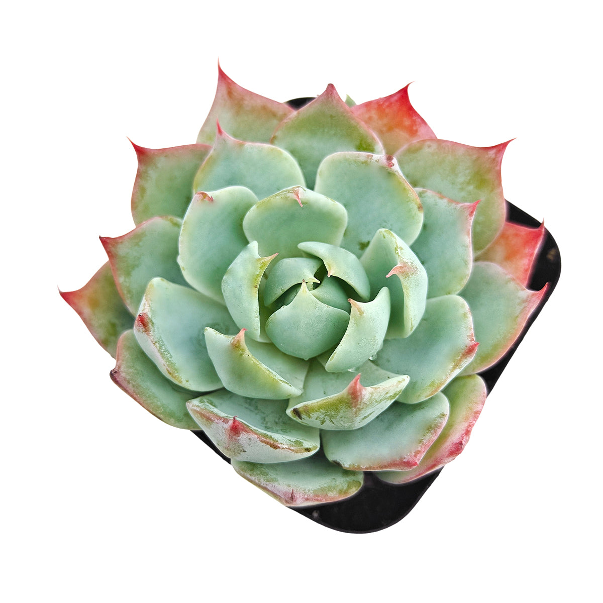 Buy succulents online, Succulent plants for sale, Succulent gifts, Growing succulents indoors, Small indoor plants