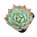 Buy succulents online, Succulent plants for sale, Succulent gifts, Growing succulents indoors, Small indoor plants