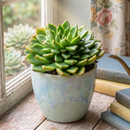 8-pack of 2" live plants for sale. Pick eight favorite plants and enjoy a variety of compact plants in 2" pots. Great for plant collections, gifting, decorating small spaces, and indoor gardening.