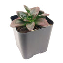 Echeveria Licorice, live healthy succulents, rosette succulents, buy Echeveria Licorice online, non-toxic succulents, how to care for Echeveria Licorice, succulents care guide, Echeveria Licorice 2 inch for sale