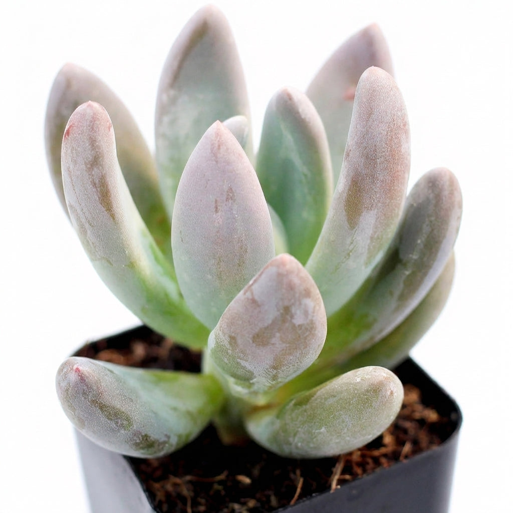 Potted Echeveria haagai 'Tolimanensis', green succulents, indoor succulents, succulent care guide, buy succulents online