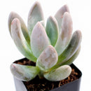 Echeveria haagai 'Tolimanensis', green succulents, indoor succulents, succulent care guide, buy succulents online