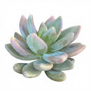 Echeveria haagai 'Tolimanensis', green succulents, indoor succulents, succulent care guide, buy succulents online