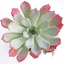 Close-up of an Echeveria laulensis green succulents, indoor succulents, succulent care guide, buy succulents online