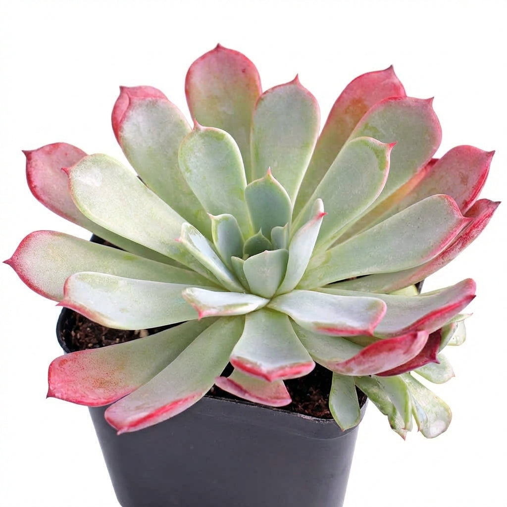 Echeveria laulensis green succulents in a black pot, indoor succulents, succulent care guide, buy succulents online