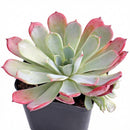 Close-up of an Echeveria laulensis green succulents, indoor succulents, succulent care guide, buy succulents online
