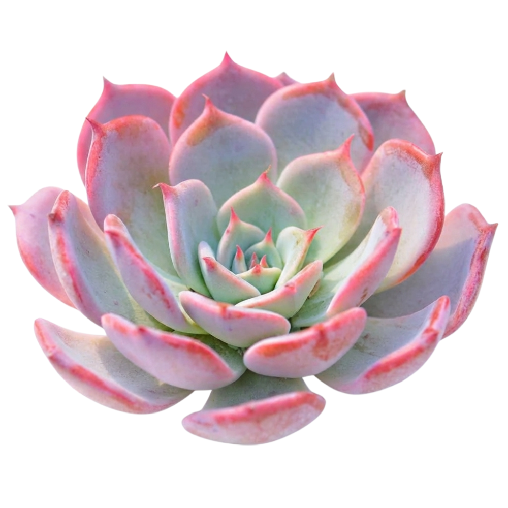 Close-up of an Echeveria laulensis green succulents, indoor succulents, succulent care guide, buy succulents online