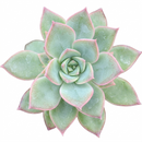 Buy 2 inch Echeveria pringlei succulent online, Echeveria pringlei for succulent arrangements, small Echeveria pringlei for indoor decoration