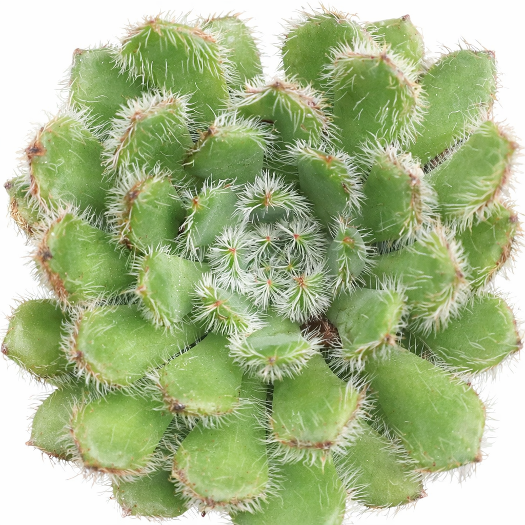2 inch Echeveria setosa, green succulents, indoor succulents, succulent care guide, buy succulents online