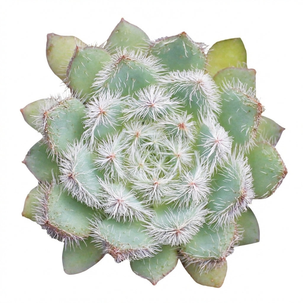 succulent var Echeveria setosa var. minor