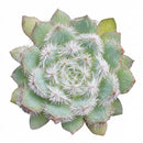 Echeveria setosa var. minor in a clay pot, green succulents, indoor succulents, succulent care guide, buy succulents online