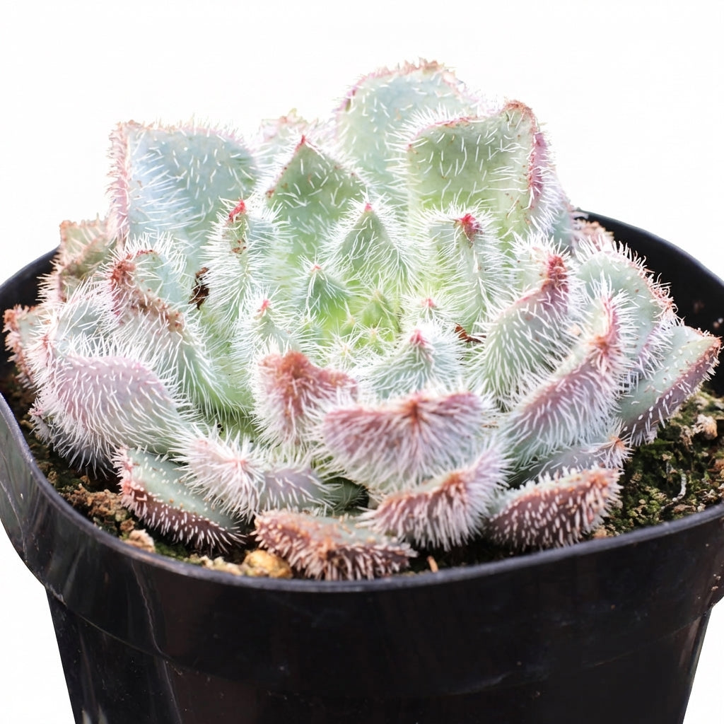 Potted Echeveria setosa var. minor green succulents, indoor succulents, succulent care guide, buy succulents online