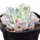 Echeveria setosa var. minor in a clay pot, green succulents, indoor succulents, succulent care guide, buy succulents online